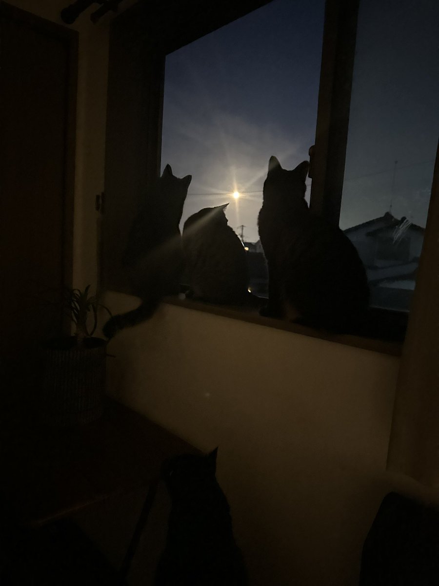 kinakomari's tweet photo. 満月、明るいね🌕 https://t.co/luUPcMXPky