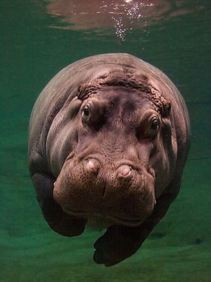 hippo✯ tweet media