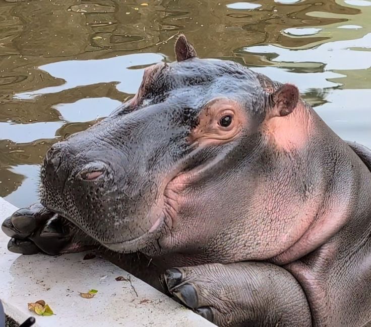 hippo✯ tweet media