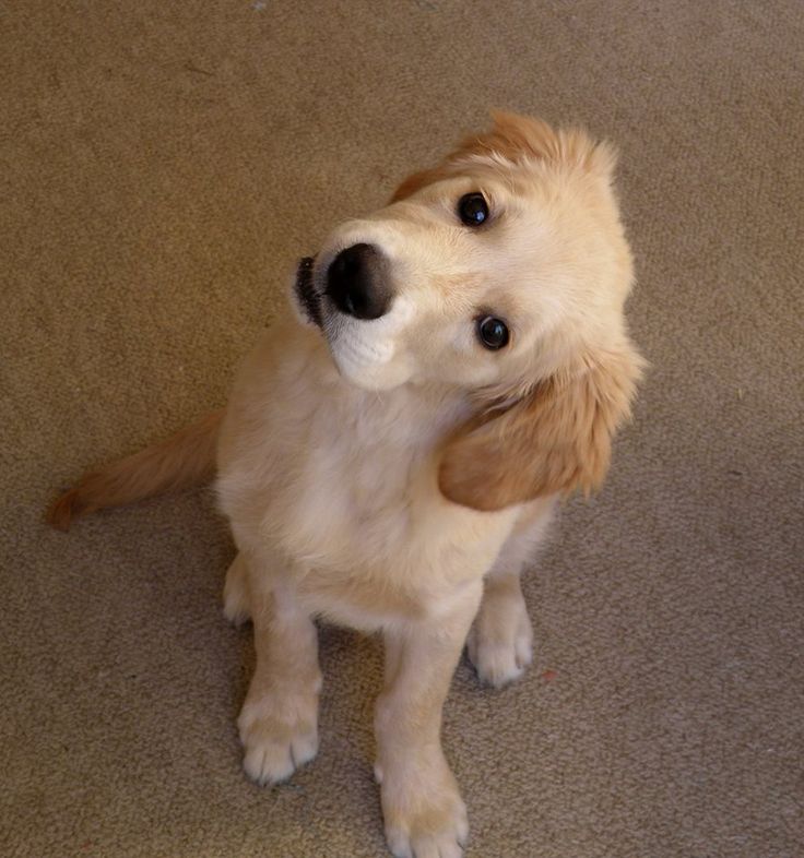 dizlied's tweet photo. look at my pup he dont know a damn thing https://t.co/3Nc14BHPJI