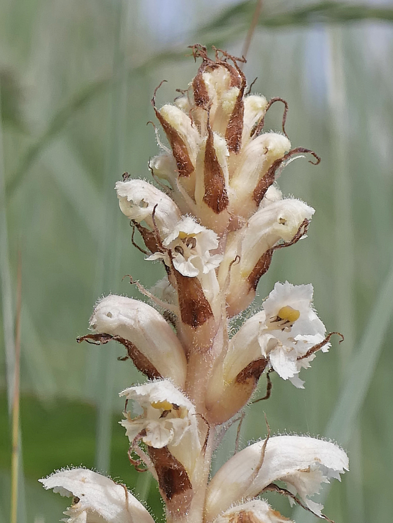 Botany2021's tweet photo. Ivy Broomrape, the white form, parasitizing Atlantic Ivy on the cliffs below Plymouth Hoe yesterday.
#wildflowerhour

Orobanche hederae f. monochroa https://t.co/Lmnu4hsuhS