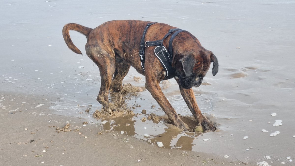 Superproprep's tweet photo. DOGGY PADDLE...

Colin loves the sea nearly as much as he loves his tennis ball.

At Burry Port beach this evening.

WHAT LARKS! https://t.co/iybz0gBBHB
