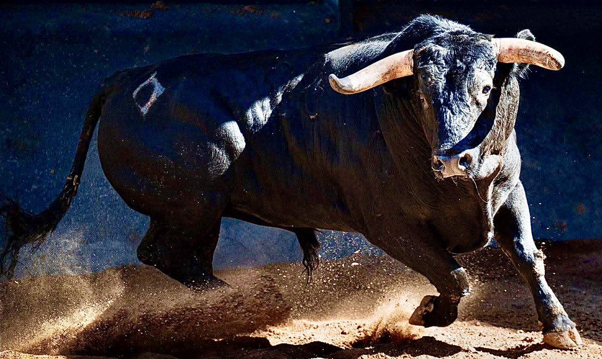Ignacioirujo's tweet photo. #Toro #Bulls #España #Spain #Tauromaquia #Espectacular #Belleza #Bravura #Nobleza #Fuerza #GanadoBravo #Cultura #Dehesa #ReinoAnimal #Colorido #Presencia #Respeto #Fuerza #PielDeToro #CorridaDeToros #Maestro #PlazaDeToros #FiestaBrava #Torero #MatadorDeToros #CulturaEspañola https://t.co/1AZMsF11Ri
