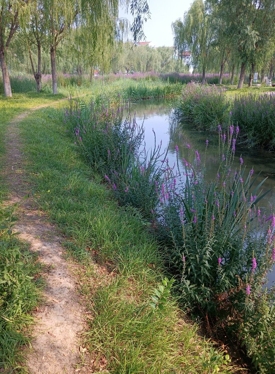 user1006's tweet photo. Just finished a day trip to the city’s new riverside park—sunshine, wild flowers and that cool river breeze made my morning run totally worth it! https://t.co/iOefmsiMWR