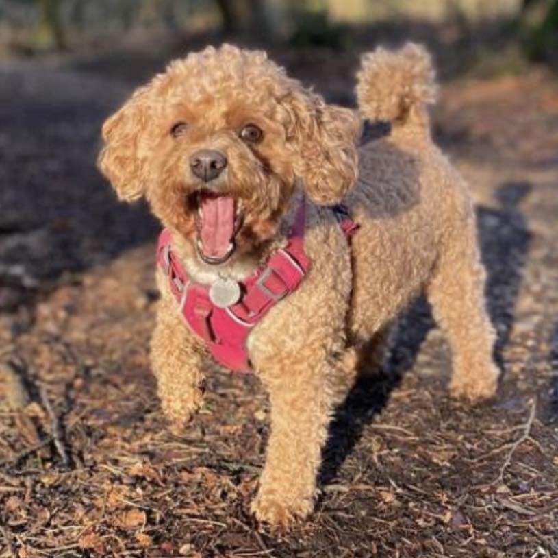 Rescue dogs for rehoming tweet media
