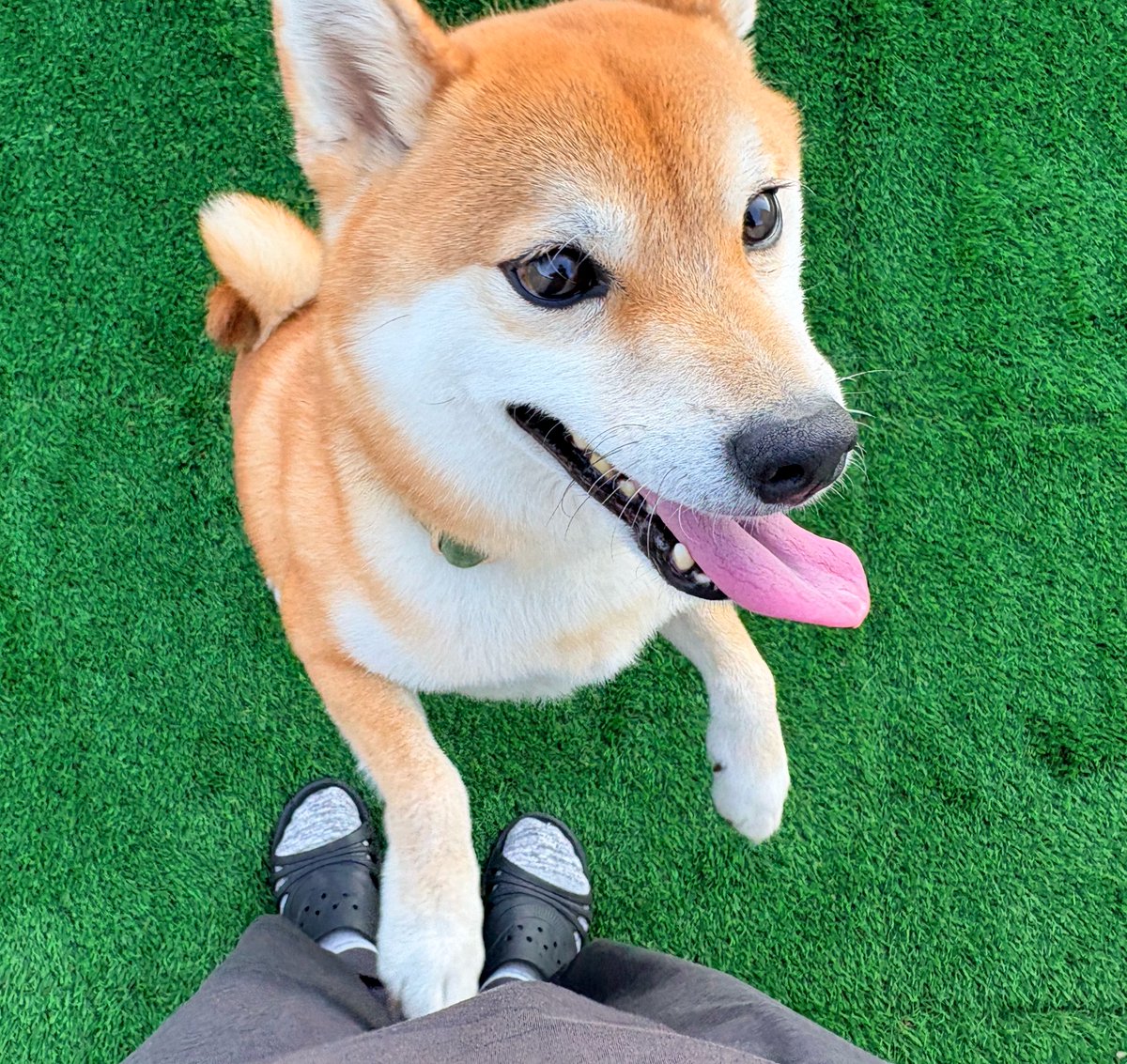 128Asahi's tweet photo. わけあってペットホテルに数日滞在してもらってたので思いっきり遊びました🎾

#柴犬 #しばいぬ #犬のいる暮らし #柴犬のいる暮らし #柴犬ライフ #shibainu https://t.co/Uyl3E6IUPH