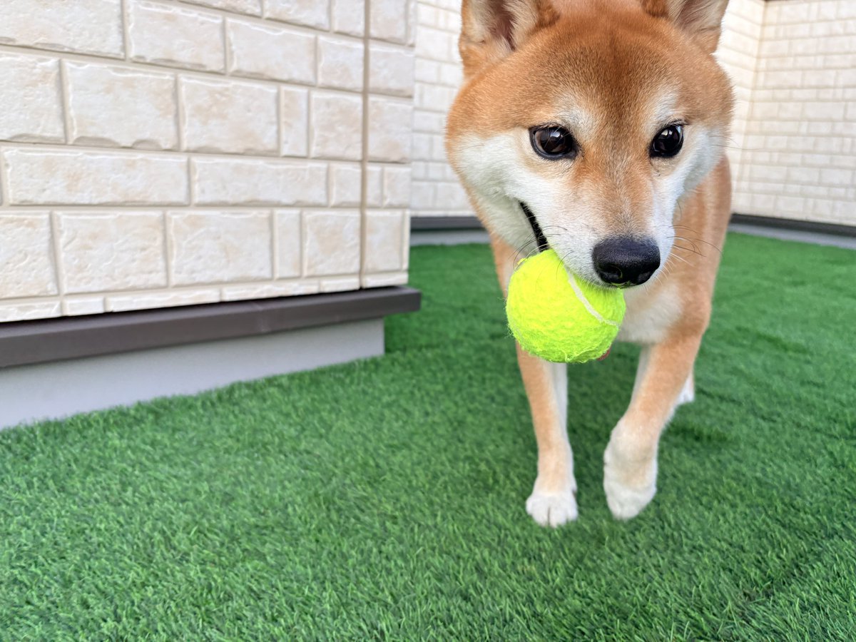128Asahi's tweet photo. わけあってペットホテルに数日滞在してもらってたので思いっきり遊びました🎾

#柴犬 #しばいぬ #犬のいる暮らし #柴犬のいる暮らし #柴犬ライフ #shibainu https://t.co/Uyl3E6IUPH