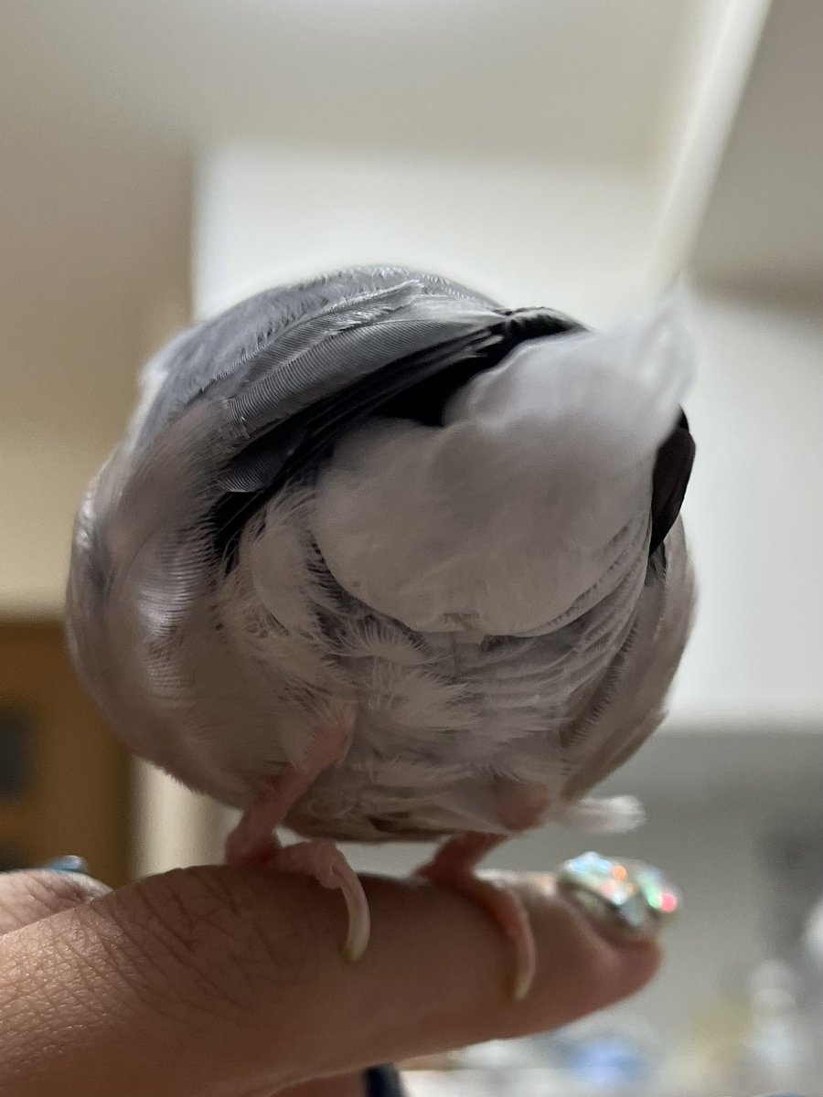 レモンdeチリ #文鳥