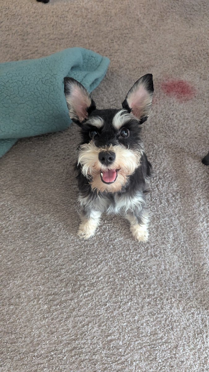Laycas49's tweet photo. @ydV6HtPhB4Hg11Z Looks like my girl when she was a puppy! https://t.co/66Bfuscjw3