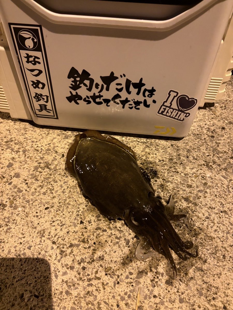 fishing_RYYU's tweet photo. 5月もお終い🫠

アカハタの季節突入〜
アオリ待ち🦑 https://t.co/stdRcorwqu