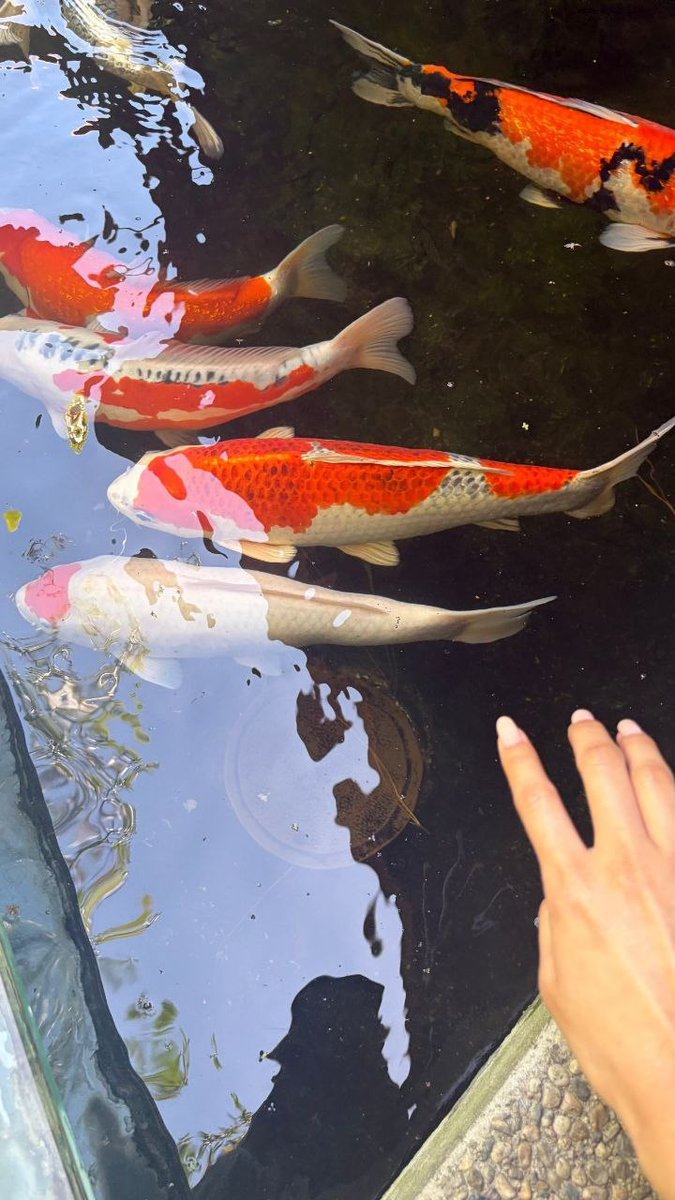 Roseaintly's tweet photo. 🐠🎏🪷 https://t.co/NqltHNNLEk