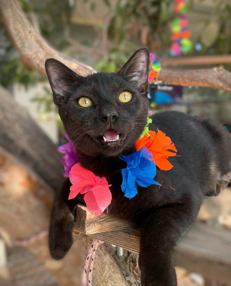 Ref_ElsAngels's tweet photo. MELÓN en adopción🐈‍⬛ 
📍Sueca, València
Este pequeño panterita busca familia. Es curioso, juguetón y con muchas ganas de descubrir mundo. 🫶🏻Melón merece un hogar donde crecer rodeado de mimos y cariño. ¿Será el tuyo?
📌 Protocolo https://t.co/bGY5yKbfjF 
📲 WhatsApp 621 260 314 https://t.co/wequVHgAyc