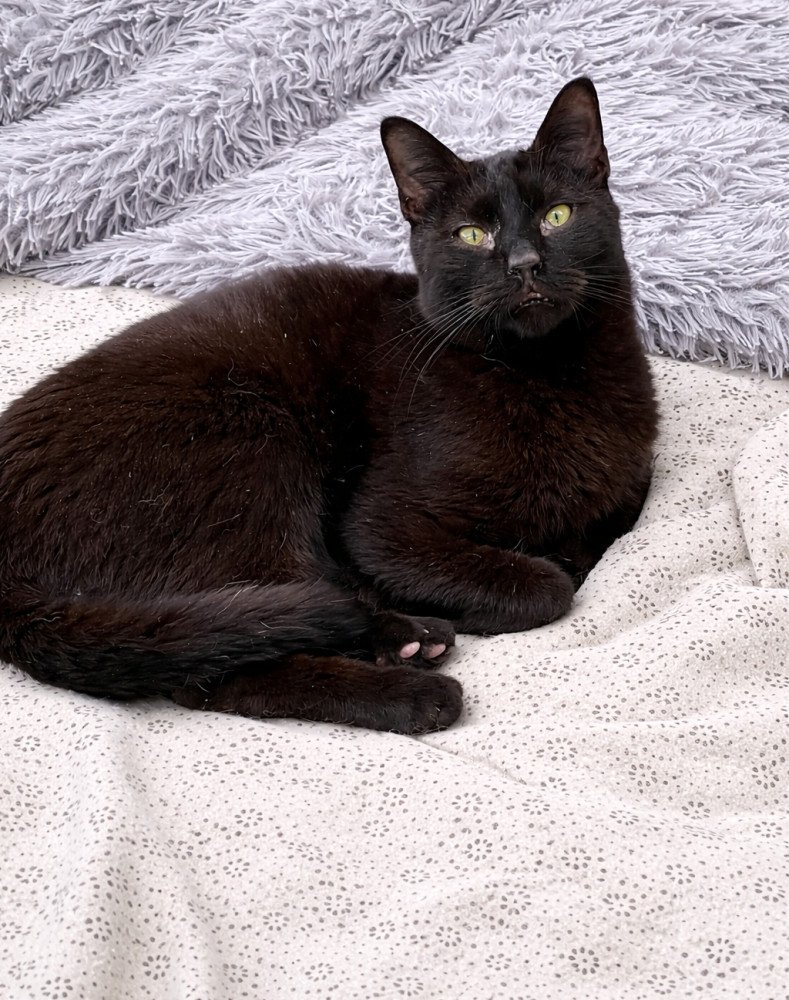 Ref_ElsAngels's tweet photo. MELÓN en adopción🐈‍⬛ 
📍Sueca, València
Este pequeño panterita busca familia. Es curioso, juguetón y con muchas ganas de descubrir mundo. 🫶🏻Melón merece un hogar donde crecer rodeado de mimos y cariño. ¿Será el tuyo?
📌 Protocolo https://t.co/bGY5yKbfjF 
📲 WhatsApp 621 260 314 https://t.co/wequVHgAyc