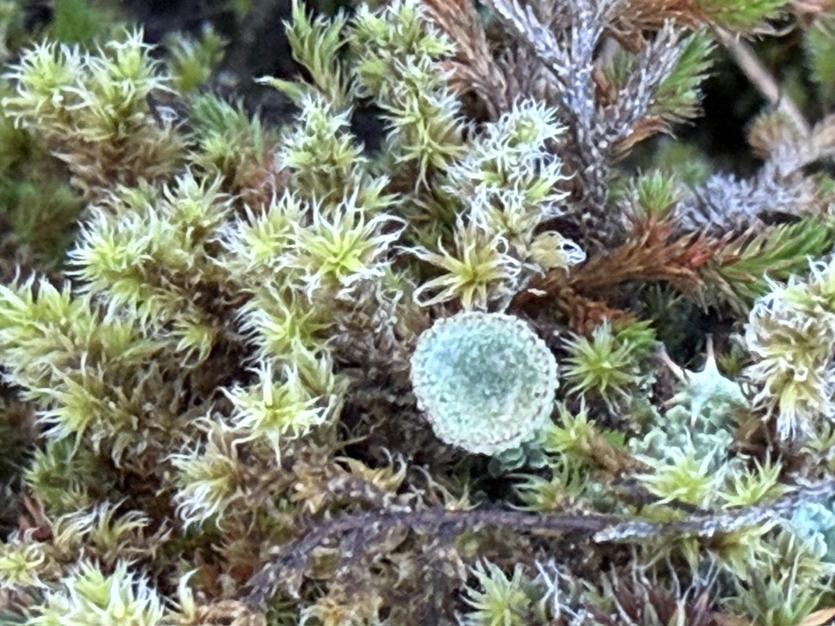 Rikkicarey's tweet photo. @mandolinaes Mosses … cause they don’t move (as much!)  😜. https://t.co/RPs6SnpMzF