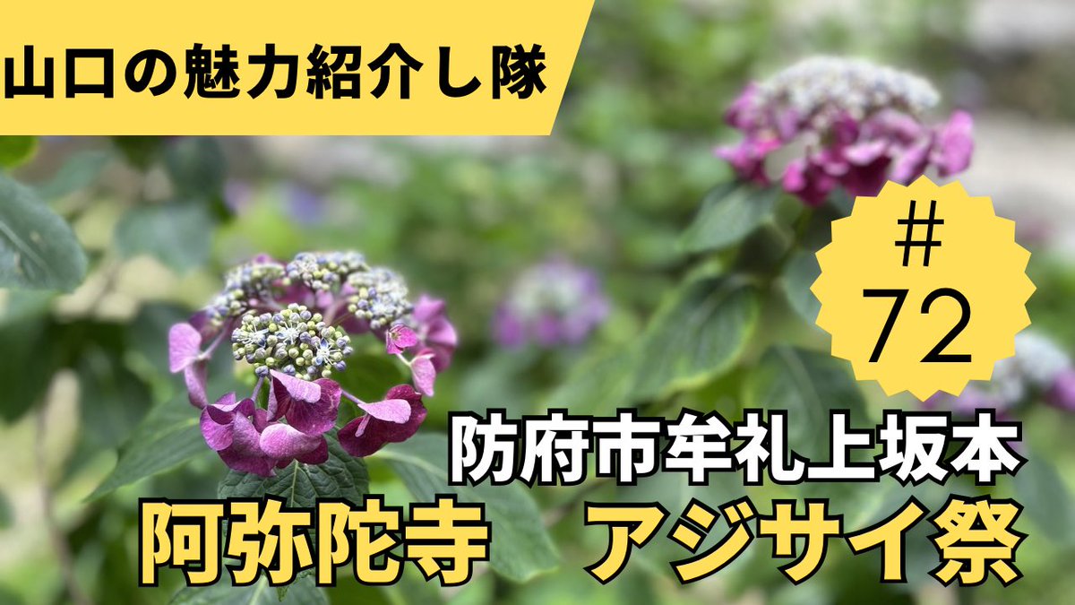 yamaguchi_sango's tweet photo. 72本目のYouTube動画をアップロードしました♪

山口県防府市牟礼上坂本【阿弥陀寺　アジサイ祭】編です。

良かった見てみて下さい♡
↓
山口の魅力紹介し隊

https://t.co/zeDUirGqeX

#山口県
#防府市
#阿弥陀寺あじさい祭 
#あじさい寺
#日本の風景 https://t.co/CRIQn4EHfg