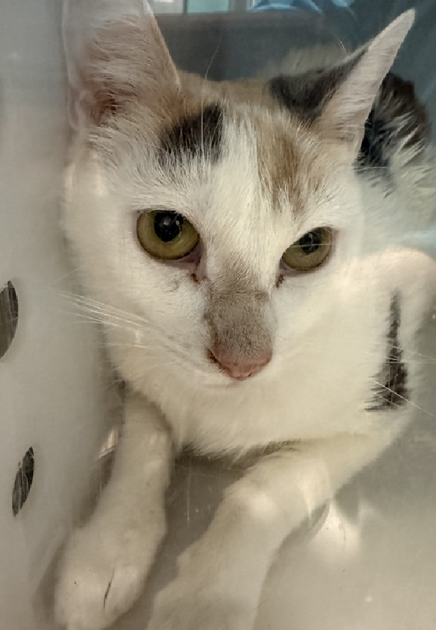 JLthekid9999's tweet photo. 🆘🆘 DOE (ID 250662), 2 YO, FEMALE –  IN QUEENS ACC - came into the shelter as an aco - impound on 3/27/2026.    🆘🆘 😿 😿 😿 😿

➡️TBD 6/2/26

➡️ TOO LOW ON PLEDGES TO STIMULATE RESCUE INTEREST

➡️ 🆘🆘  3RD Chance on Emergency Placement List – NO ROOM IN SHELTER – WILL NOT BE GIVEN MUCH MORE TIME – VERY HIGH EU/SILENT KILL RISK– 🆘🆘 😱🔥🔥😱

➡️ 66 DAYS IN SHELTER – TOO LONG – TIME IS RUNNING OUT

➡️ DOE IS ON THE EPL FOR BEHAVIORAL REASONS - She is not thriving in the care center and continues to display distance-increasing behavior when approached for interactions. She has not warmed up despite staff using treats to build a positive association. This designation often means that the cat will be given very little time for rescue/foster/adoption.🔥🔥🔥🔥

Doe is a tiny snow-kissed beauty with the gentlest soul. 🤍✨ This dainty little lady spends most of her time tucked safely inside her cozy hidey box, quietly watching the world from where she feels secure. The shelter has been a bit too overwhelming for her sensitive heart, but she remains tolerant of gentle touch and patient kindness. Doe is the kind of cat who will need a calm home, soft voices, and someone who understands that love doesn't always arrive loudly - sometimes it arrives in tiny, brave moments. Beneath her shy exterior is a lovely little cat just waiting to feel safe enough to bloom. If you have a quiet home and a gentle heart, Doe may be the delicate companion you've been waiting for. 🕊️. Doe tolerates attention and petting but may be fearful or stressed in the shelter, and may be intimidated by small children. She may be a little more independent, and may need time to warm up to her new home. ❤️ 😻❤️ 😻❤️ 😻

NEEDS OUT OF SHELTER ASAP –

Please RT or pledge, if you can, to save this little one.

@AdamsPaulGrimke

💔😿🙏Thank you