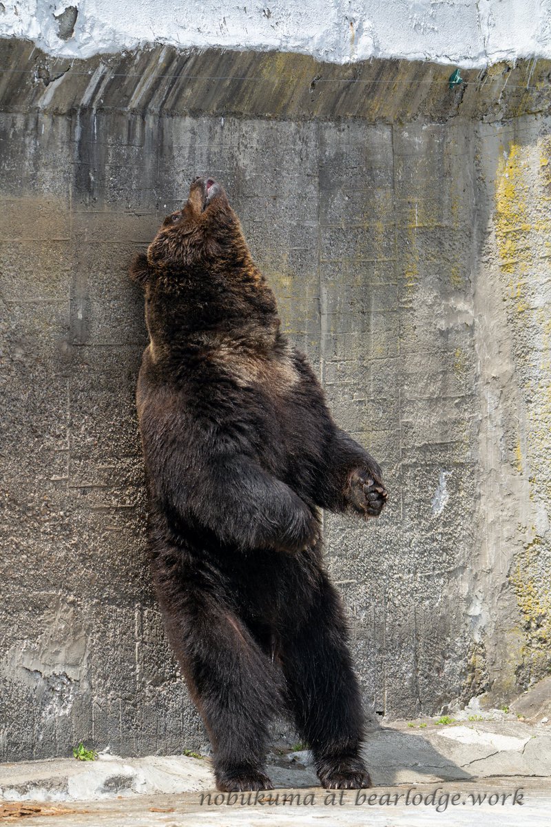 kumar0001's tweet photo. ショースケの背こすり
頭をわしゃわしゃと

#月曜日のクマ
#のぼりべつクマ牧場 #エゾヒグマ
202605 https://t.co/53NHB4JPfX