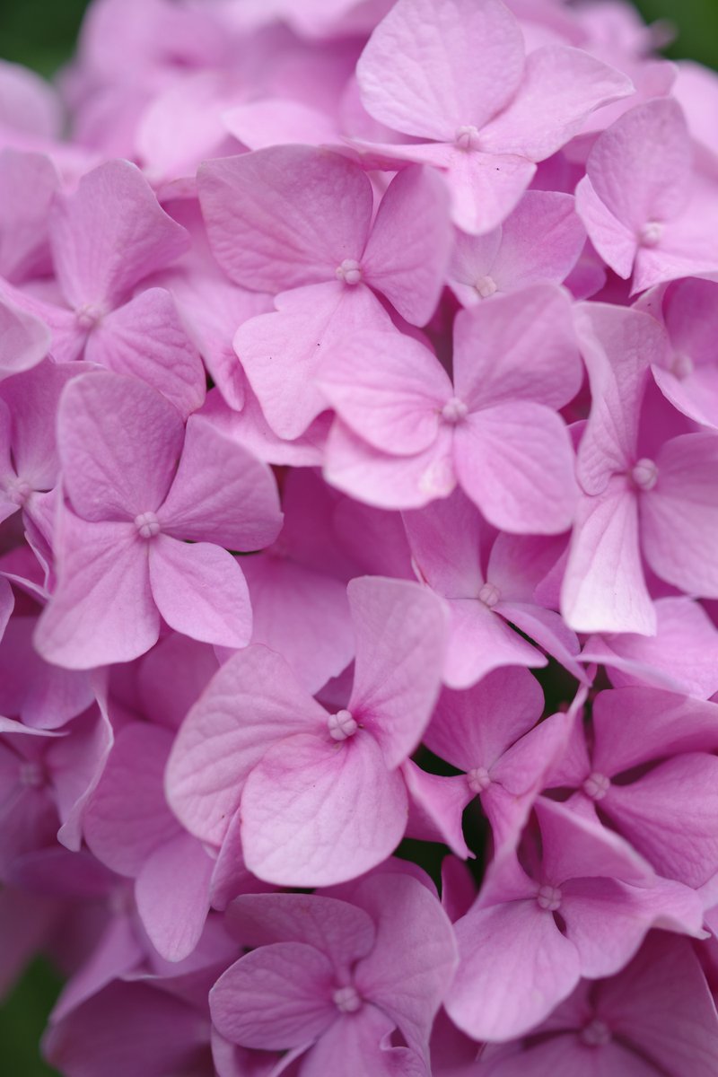 j_soejima's tweet photo. 四季の森プロムナードの紫陽花
#pentaxk3mkiii
#pentax_da35macrolimited
#ペンタックスはピントが合わない https://t.co/5kbrvxYyMf
