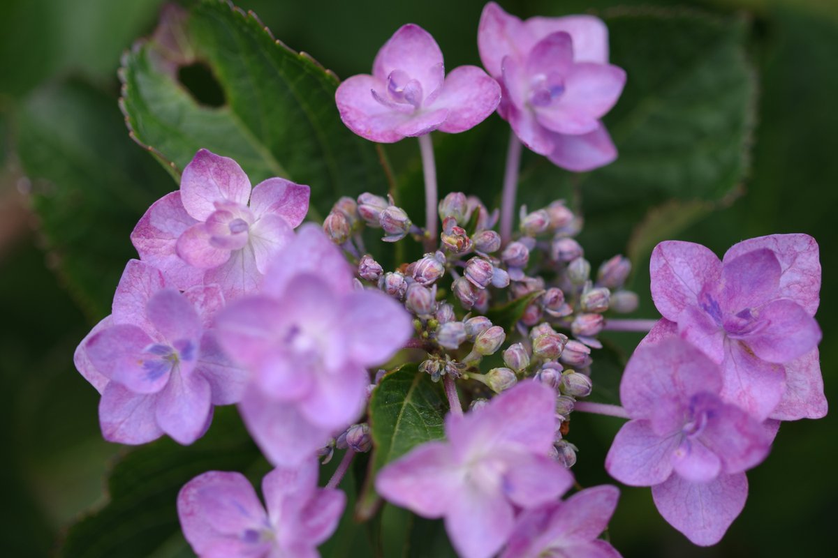 j_soejima's tweet photo. 四季の森プロムナードの紫陽花
#pentaxk3mkiii
#pentax_da35macrolimited
#ペンタックスはピントが合わない https://t.co/5kbrvxYyMf