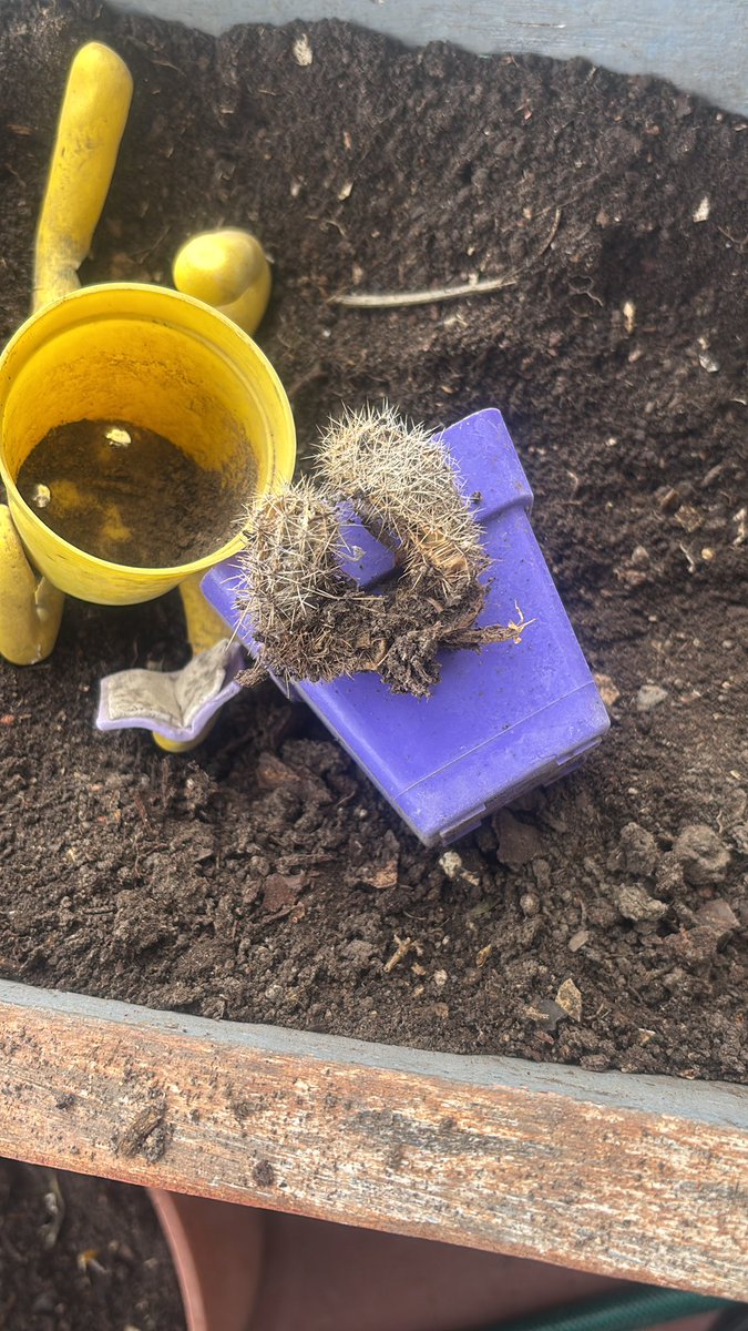 fedetincho's tweet photo. Esto si es fallar como jardinero, que se te sequen los cactus… https://t.co/FnS4iX1IDa