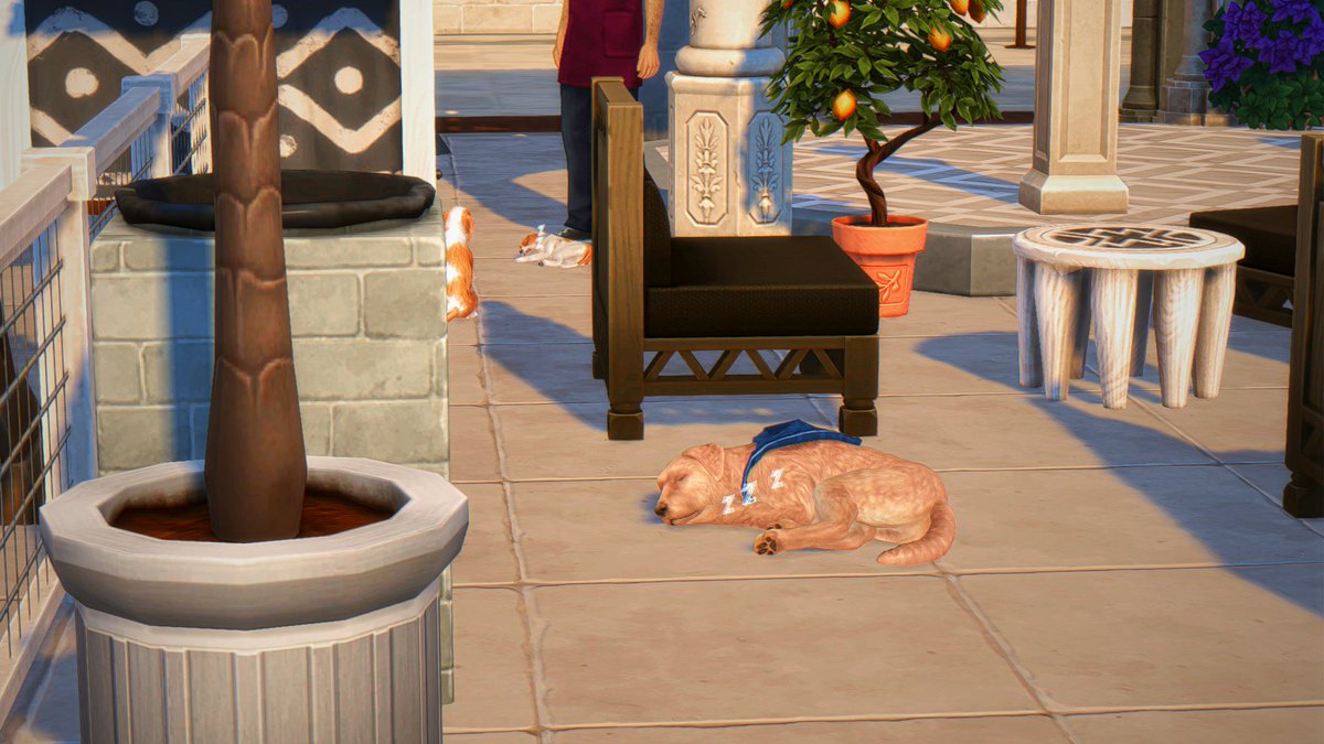 mpbsimmer's tweet photo. i added the cat and dog hangout to a park in ondarion to mimic the parks i grew up going to to and i can say i'm very satisfied with the results https://t.co/iYtdOuzXtb