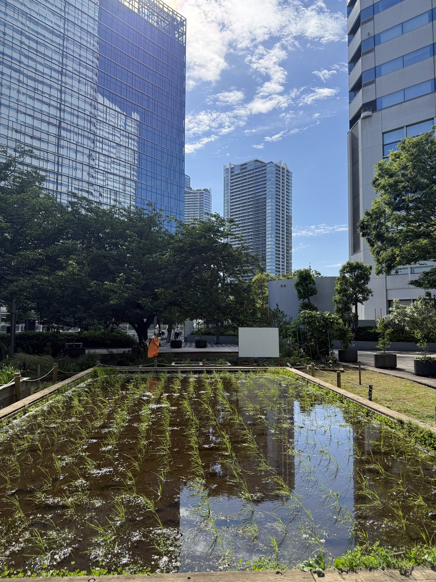 HARUMI TERRACE tweet media