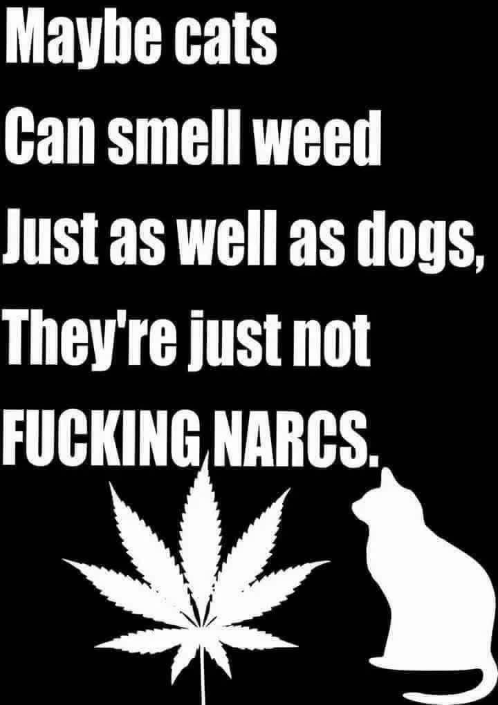 BWinghead's tweet photo. I love dogs but... 🤷‍♂️🤣 https://t.co/BIpnJ6H5vk