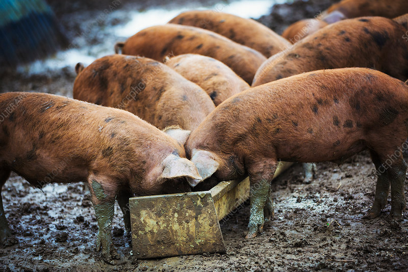 ThorstenPolleit's tweet photo. Nicht Schweine durch Schweine ersetzen.
Tröge abschaffen! https://t.co/cM7OxHaK6t