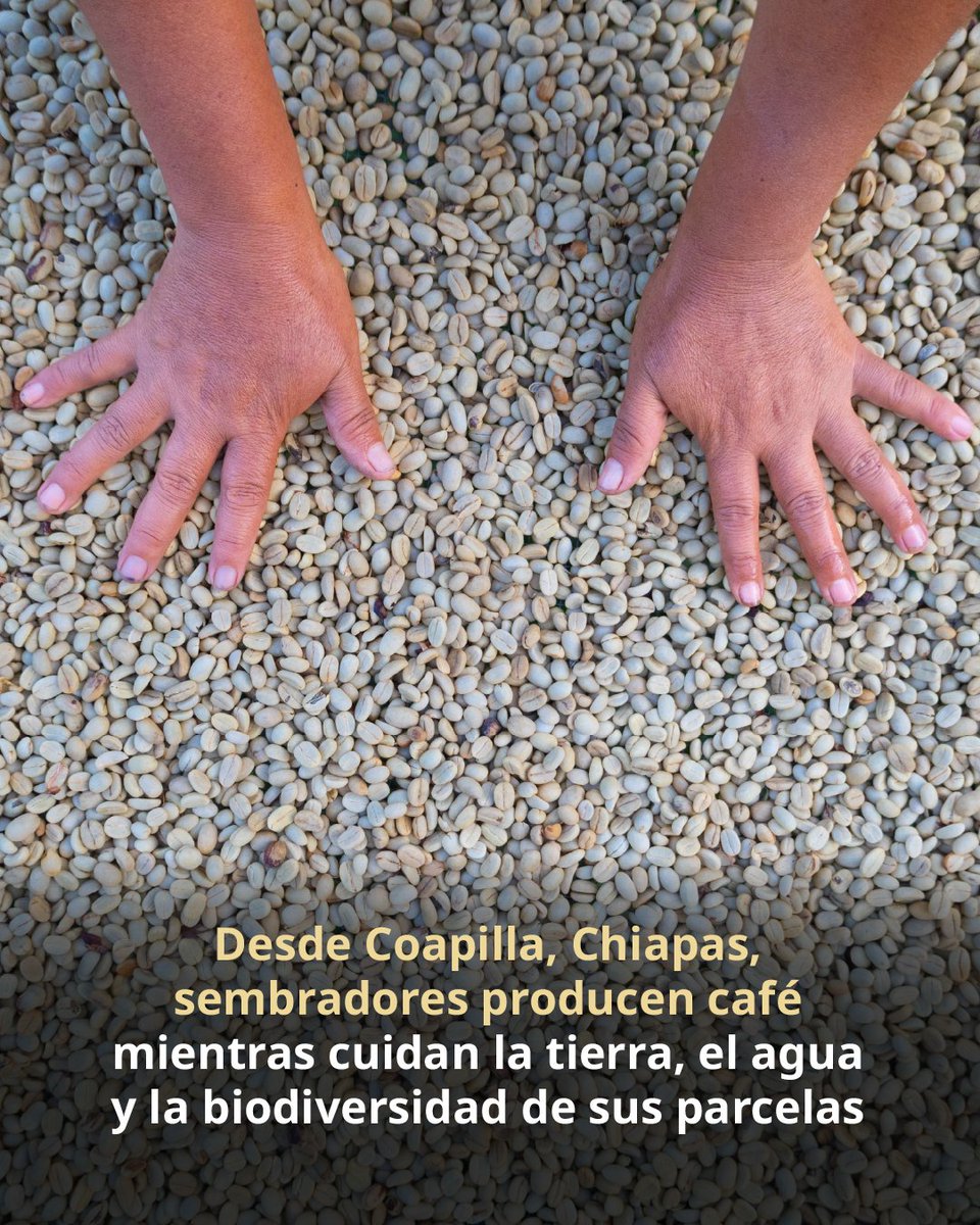 semvidamx's tweet photo. En Coapilla, Chiapas, la tradición cafetalera sigue viva.
En la parcela El Roblar de la CAC San Juan, el café crece junto a maíz, frijol, plátano y especies forestales, fortaleciendo la biodiversidad y la soberanía alimentaria.

#OrgulloSV https://t.co/pNJhRKyvIR
