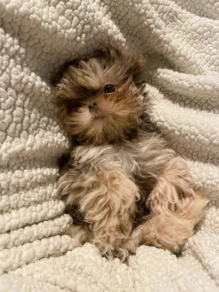 philipwesley's tweet photo. 3 pounds of baby Ewok cuteness. #ewok #dog #puppy https://t.co/f8me41pmBl