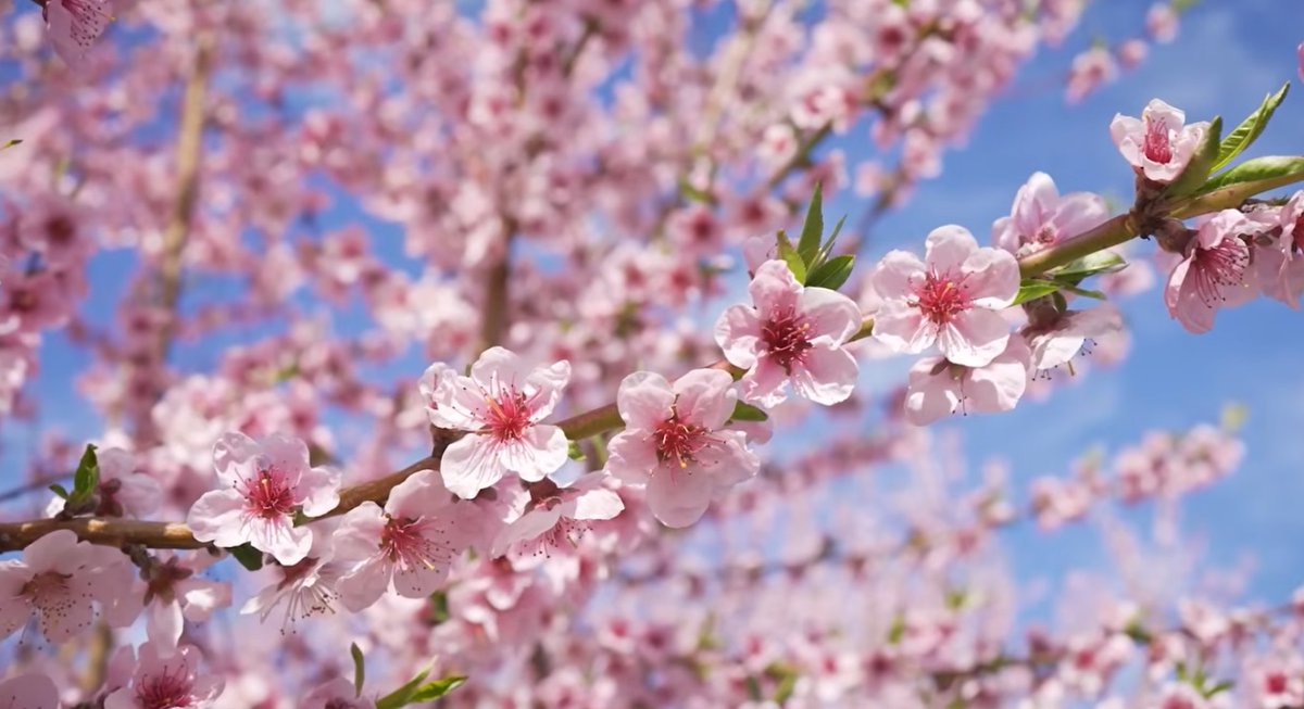 japanliburan's tweet photo. Japan Cherry Blossom Tour
https://t.co/sjt5XVIgw8
#cherry #blossom #cherryblossom #Japancherryblossom #cherryblossomtour #Japan #Japantour #Japanholiday #Japantravel #Japantrip #Japanvacation #Japantourism #JapanLiburan #tour #holiday #travel #trip #vacation #tourism #Liburan https://t.co/2Fvsdg2yOw