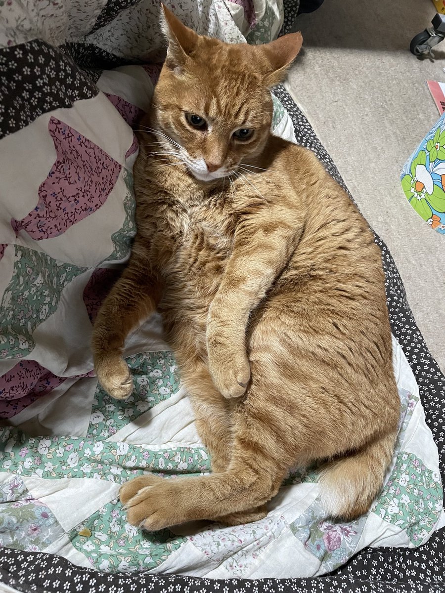 diderot24da's tweet photo. 5/27に愛猫チャトランクンが亡くなったのを思い出しては泣いている　でもこの前夢に出てきて生きとったんかワレと思った　15歳 https://t.co/a3ehI0MKab