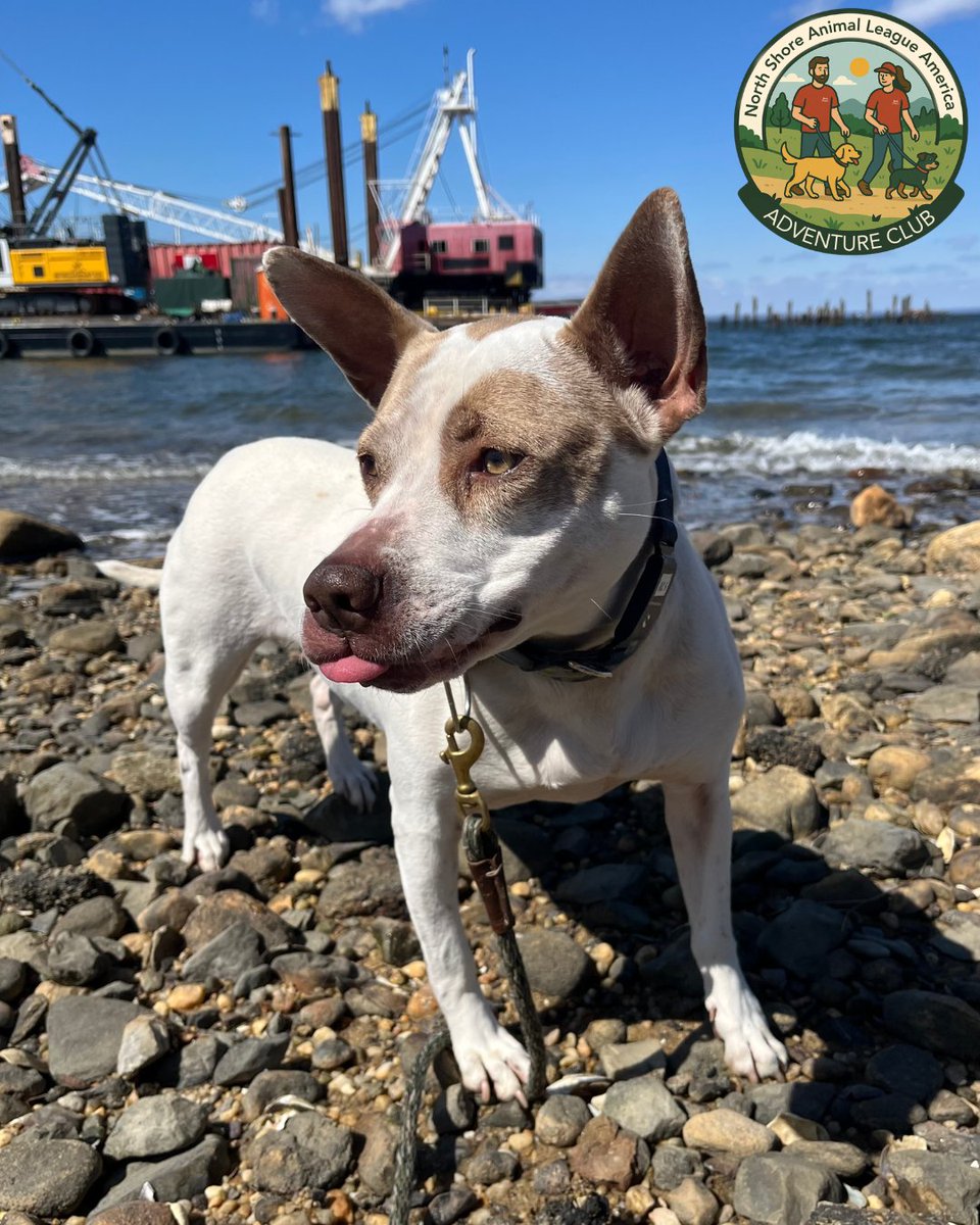 North Shore Animal League America tweet media