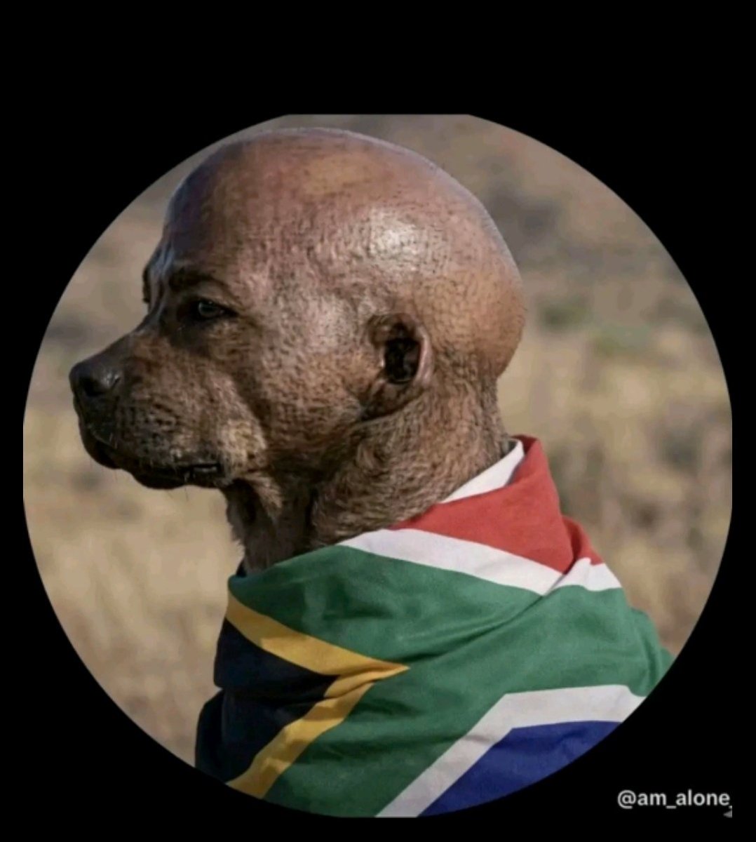 SandileMakeba's tweet photo. After beating up African migrants, looting their shops, and bullying them, you  remain landless and sleep in shacks. https://t.co/EgqXxr9V3Z
