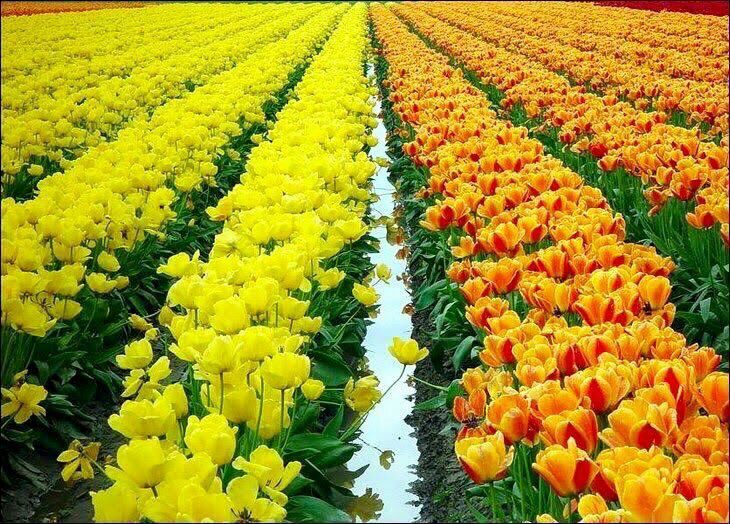 AlqymBn's tweet photo. 🌷لا تيأس من صعوبة الطريق….  
فالصراط المستقيم على ظهر جهنم، 

ولكنّه طريقٌ إلى الجنة🌷 https://t.co/vudfsz4EQ9
