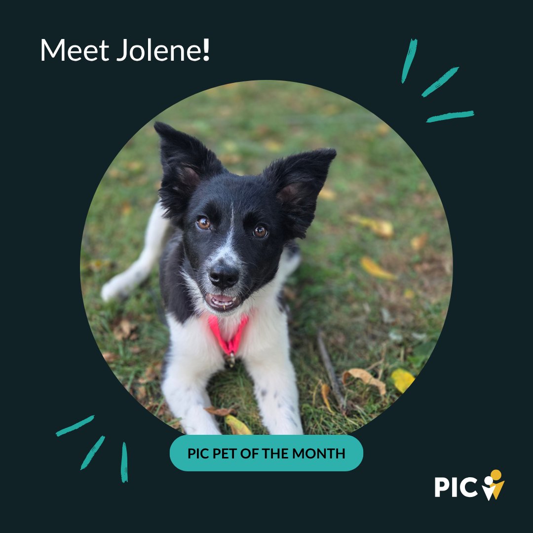 walkwithpic's tweet photo. Meet Jolene, PIC’s Pet of the Month and Junior Pawject Manager.

Her duties include squirrel audits, stuffed animal QA, brother management, &amp; treating puppy training like a meeting that could have been an email.

Squirrel KPI: 0 captured
Confidence level: 100%

#PICPets #DogLife https://t.co/XqizYgpaE5
