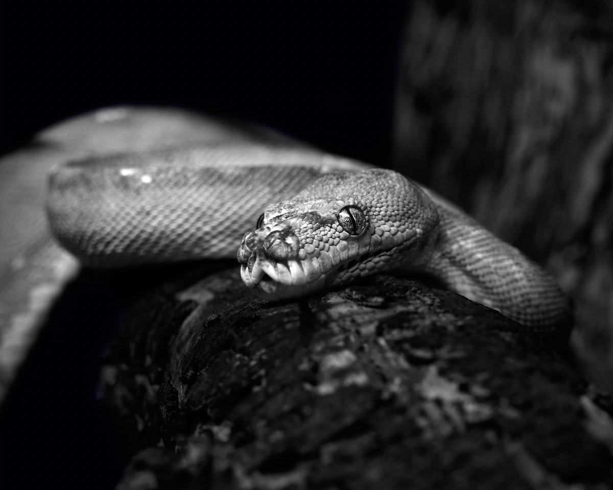 lowbassphotog's tweet photo. The model brought its own leading lines. 
#greentreepython #moreliaviridis #python #pythons #snake #snakes #reptilephotography #snakephotography #wildlifephotography #animalphotography #naturephotography #photography #appicoftheweek #canonfavpic #captureone https://t.co/gnN23QLvQV