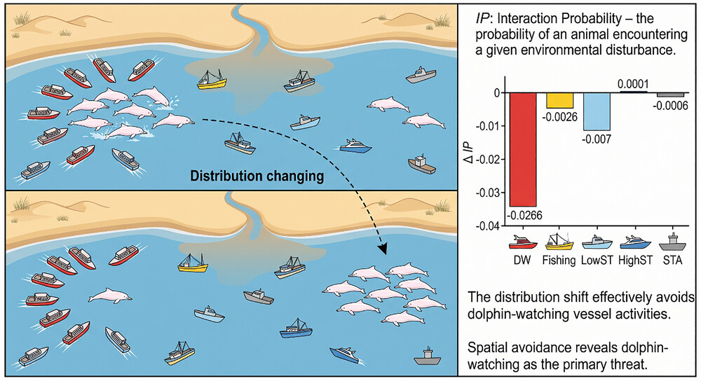 IntegrativeZool's tweet photo. 🆕 New in Conservation

🐬 How does boat traffic impact dolphin movement? Modeling shows dolphin-watching activities—not fishing or traveling boats—are the primary threat forcing dolphins to shift their habitat. 

Read: doi/10.1111/1749-4877.70128
#MarineConservation https://t.co/5rWPo09OLj
