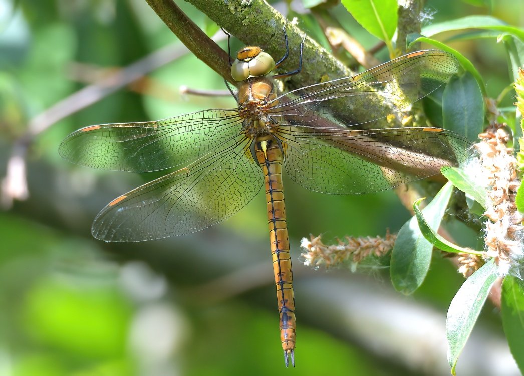 denmor77's tweet photo. Top day out in Norfolk y'day, BW Kite at lomg last. Record shot is an understatement but amazing scope views. Swallowtails at Strumpshaw + dragons &amp; Butterflies everywhere you looked. Rounded the day off at Cley Marshes, a place that never disappoints. https://t.co/nkQrlzaqlT