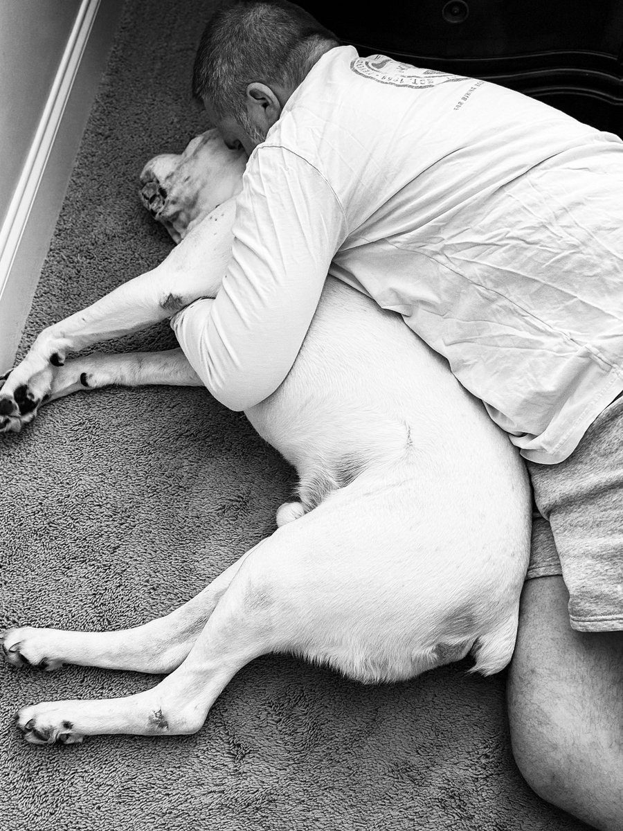 SouthernMB82's tweet photo. Dozer Bo
12/17/14-05/30/2026

Bo collapsed unexpectedly in our bedroom last night. My husband attempted CPR. I tried to help with compressions as well. Nothing worked. He passed away despite our best efforts. 

Our 9-year-old daughter witnessed all of this happen. She watched as we tried to save him and as we realized he was gone. Her gentle heart has braved too much loss this spring.

It has only been 31 days since Luke, our other boxer, died. 

While Bo had not shown any physical signs of illness since Luke’s death, he had not been the same. He still checked Luke’s side of their dog bed every day. I have no doubt Bo missed Luke. 

Before Luke died, my husband and I had cuddle time with the boys in their spots on our bed every night. Luke curled up behind my knees. Bo sprawled out at my feet facing the doorway. The boys would voluntarily jump off our bed to go to their beds about an hour later every night. It was our routine. 

Bo had not been able to jump up on our bed for the past six months, so we helped him up every night. The first night without Luke, we hauled Bo up into our bed to cuddle with us. He didn’t jump down to go to his bed that night. He stayed next to us the entire night. We made that our new routine. He slept at my feet every night for the last 30 nights. 

Last night was the first night that we didn’t hear the grunts and snores of a boxer in our house in more than 11 years. 

Bo was the first dog we ever owned as a couple. He launched the boxer brother era in our family. 

Even though Bo was only 10 months older than Luke, he acted like the more mature adult in their relationship. He even helped potty train Luke. 

Bo was the consummate guardian to his favorite girls. He was protective of our daughter the moment we brought her home from the hospital. He kept a watchful eye over us all the time. His efforts kicked up a notch, however, when my husband was away for work. Whenever he saw my husband pull out luggage, Bo turned into the self-appointed man of the house. His entire demeanor changed when my husband was out of town. He patrolled the house by sniffing each entryway every night before bed. He would not sleep on his back either. Once my husband walked in the door, he would greet him with a nearby toy and then promptly take a nap on his back — as if he had signed off from duty as our bodyguard. This was Bo’s routine every single time.

Not even an hour before he died, Bo had walked into our daughter’s room to check on us while I laid down with her to cuddle for bedtime before returning to my husband’s side. 

Bo’s devotion to keep his girls safe never wavered. He loved us with a fierce protectiveness that we will forever miss. 

Above all else, Bo was my husband’s boy. 

While Luke was a dedicated Mama’s boy and our daughter’s partner in crime, Bo was a Daddy’s boy through and through. Bo would have defended all of us with his life if needed, but he would have faithfully walked through fire for my husband without any hesitation. He was my husband’s soul dog. 

Bo was such a good boy. 
We will miss him beyond measure.