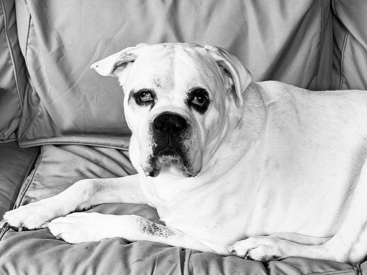SouthernMB82's tweet photo. Dozer Bo
12/17/14-05/30/2026

Bo collapsed unexpectedly in our bedroom last night. My husband attempted CPR. I tried to help with compressions as well. Nothing worked. He passed away despite our best efforts. 

Our 9-year-old daughter witnessed all of this happen. She watched as we tried to save him and as we realized he was gone. Her gentle heart has braved too much loss this spring.

It has only been 31 days since Luke, our other boxer, died. 

While Bo had not shown any physical signs of illness since Luke’s death, he had not been the same. He still checked Luke’s side of their dog bed every day. I have no doubt Bo missed Luke. 

Before Luke died, my husband and I had cuddle time with the boys in their spots on our bed every night. Luke curled up behind my knees. Bo sprawled out at my feet facing the doorway. The boys would voluntarily jump off our bed to go to their beds about an hour later every night. It was our routine. 

Bo had not been able to jump up on our bed for the past six months, so we helped him up every night. The first night without Luke, we hauled Bo up into our bed to cuddle with us. He didn’t jump down to go to his bed that night. He stayed next to us the entire night. We made that our new routine. He slept at my feet every night for the last 30 nights. 

Last night was the first night that we didn’t hear the grunts and snores of a boxer in our house in more than 11 years. 

Bo was the first dog we ever owned as a couple. He launched the boxer brother era in our family. 

Even though Bo was only 10 months older than Luke, he acted like the more mature adult in their relationship. He even helped potty train Luke. 

Bo was the consummate guardian to his favorite girls. He was protective of our daughter the moment we brought her home from the hospital. He kept a watchful eye over us all the time. His efforts kicked up a notch, however, when my husband was away for work. Whenever he saw my husband pull out luggage, Bo turned into the self-appointed man of the house. His entire demeanor changed when my husband was out of town. He patrolled the house by sniffing each entryway every night before bed. He would not sleep on his back either. Once my husband walked in the door, he would greet him with a nearby toy and then promptly take a nap on his back — as if he had signed off from duty as our bodyguard. This was Bo’s routine every single time.

Not even an hour before he died, Bo had walked into our daughter’s room to check on us while I laid down with her to cuddle for bedtime before returning to my husband’s side. 

Bo’s devotion to keep his girls safe never wavered. He loved us with a fierce protectiveness that we will forever miss. 

Above all else, Bo was my husband’s boy. 

While Luke was a dedicated Mama’s boy and our daughter’s partner in crime, Bo was a Daddy’s boy through and through. Bo would have defended all of us with his life if needed, but he would have faithfully walked through fire for my husband without any hesitation. He was my husband’s soul dog. 

Bo was such a good boy. 
We will miss him beyond measure.