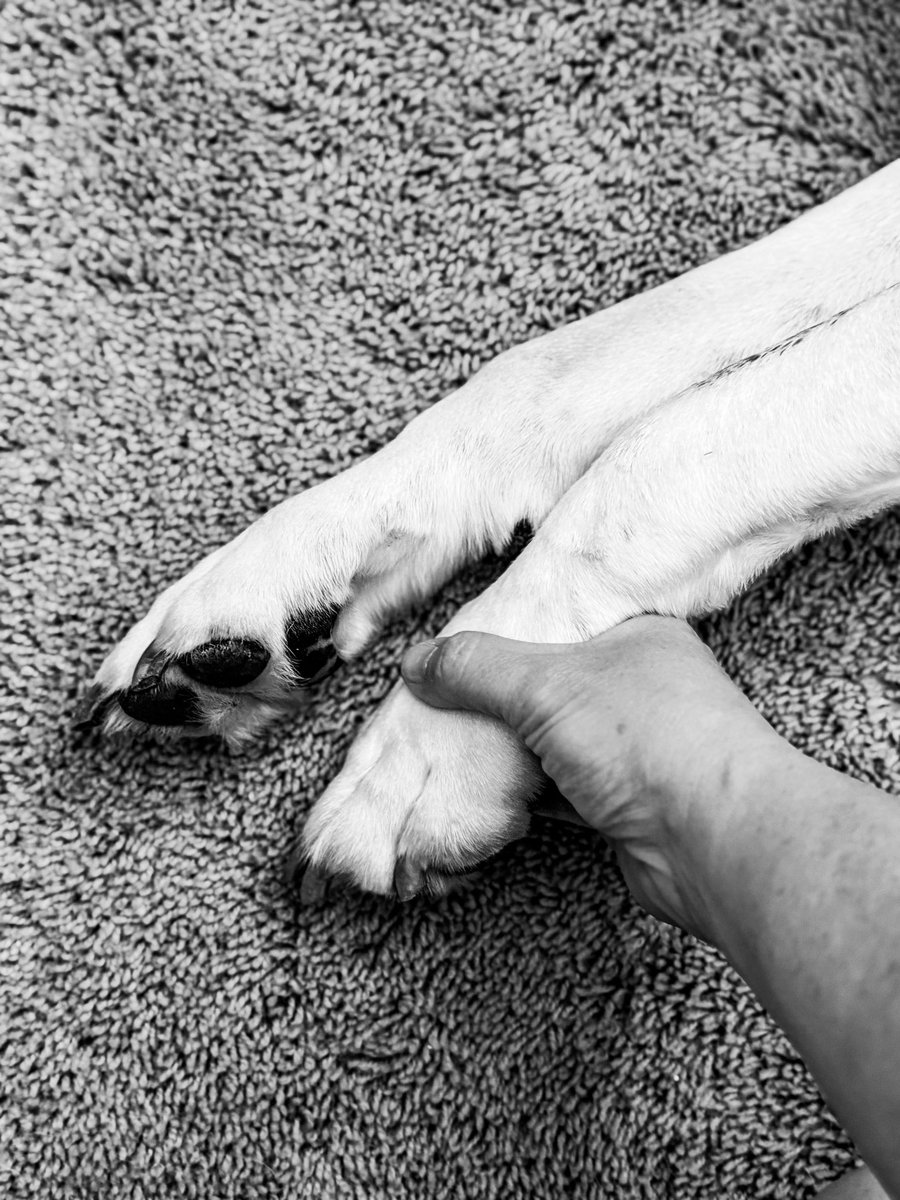 SouthernMB82's tweet photo. Dozer Bo
12/17/14-05/30/2026

Bo collapsed unexpectedly in our bedroom last night. My husband attempted CPR. I tried to help with compressions as well. Nothing worked. He passed away despite our best efforts. 

Our 9-year-old daughter witnessed all of this happen. She watched as we tried to save him and as we realized he was gone. Her gentle heart has braved too much loss this spring.

It has only been 31 days since Luke, our other boxer, died. 

While Bo had not shown any physical signs of illness since Luke’s death, he had not been the same. He still checked Luke’s side of their dog bed every day. I have no doubt Bo missed Luke. 

Before Luke died, my husband and I had cuddle time with the boys in their spots on our bed every night. Luke curled up behind my knees. Bo sprawled out at my feet facing the doorway. The boys would voluntarily jump off our bed to go to their beds about an hour later every night. It was our routine. 

Bo had not been able to jump up on our bed for the past six months, so we helped him up every night. The first night without Luke, we hauled Bo up into our bed to cuddle with us. He didn’t jump down to go to his bed that night. He stayed next to us the entire night. We made that our new routine. He slept at my feet every night for the last 30 nights. 

Last night was the first night that we didn’t hear the grunts and snores of a boxer in our house in more than 11 years. 

Bo was the first dog we ever owned as a couple. He launched the boxer brother era in our family. 

Even though Bo was only 10 months older than Luke, he acted like the more mature adult in their relationship. He even helped potty train Luke. 

Bo was the consummate guardian to his favorite girls. He was protective of our daughter the moment we brought her home from the hospital. He kept a watchful eye over us all the time. His efforts kicked up a notch, however, when my husband was away for work. Whenever he saw my husband pull out luggage, Bo turned into the self-appointed man of the house. His entire demeanor changed when my husband was out of town. He patrolled the house by sniffing each entryway every night before bed. He would not sleep on his back either. Once my husband walked in the door, he would greet him with a nearby toy and then promptly take a nap on his back — as if he had signed off from duty as our bodyguard. This was Bo’s routine every single time.

Not even an hour before he died, Bo had walked into our daughter’s room to check on us while I laid down with her to cuddle for bedtime before returning to my husband’s side. 

Bo’s devotion to keep his girls safe never wavered. He loved us with a fierce protectiveness that we will forever miss. 

Above all else, Bo was my husband’s boy. 

While Luke was a dedicated Mama’s boy and our daughter’s partner in crime, Bo was a Daddy’s boy through and through. Bo would have defended all of us with his life if needed, but he would have faithfully walked through fire for my husband without any hesitation. He was my husband’s soul dog. 

Bo was such a good boy. 
We will miss him beyond measure.