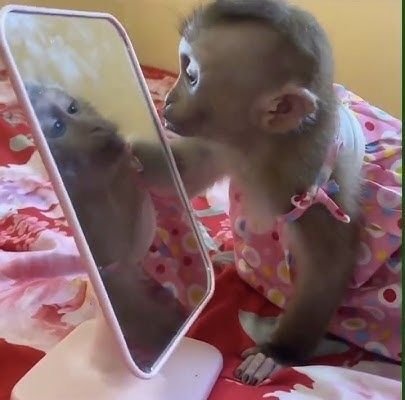 monkeyincrisis's tweet photo. https://t.co/MlZYq1LCJp