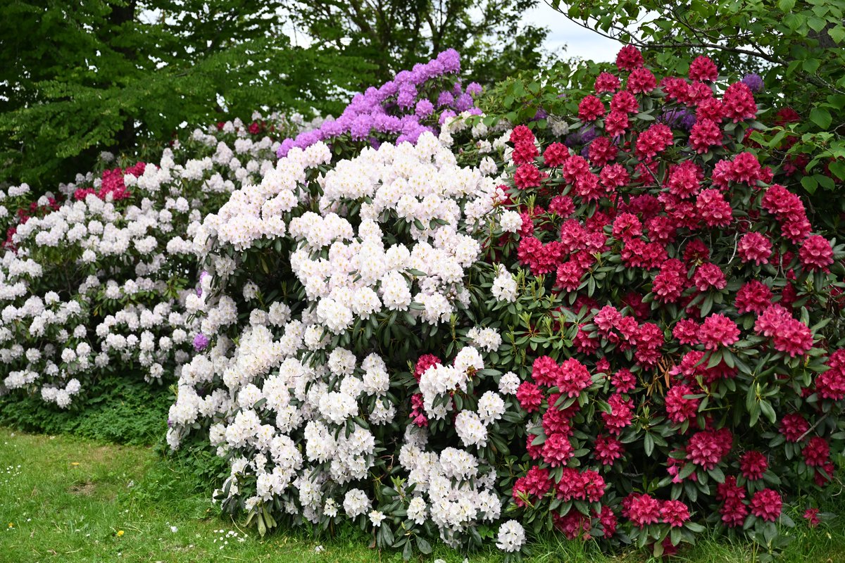 BcPoudel's tweet photo. Some clicks around town, mostly rhododendrons and azaleas blooming in different colors. https://t.co/FtvmndrZWd