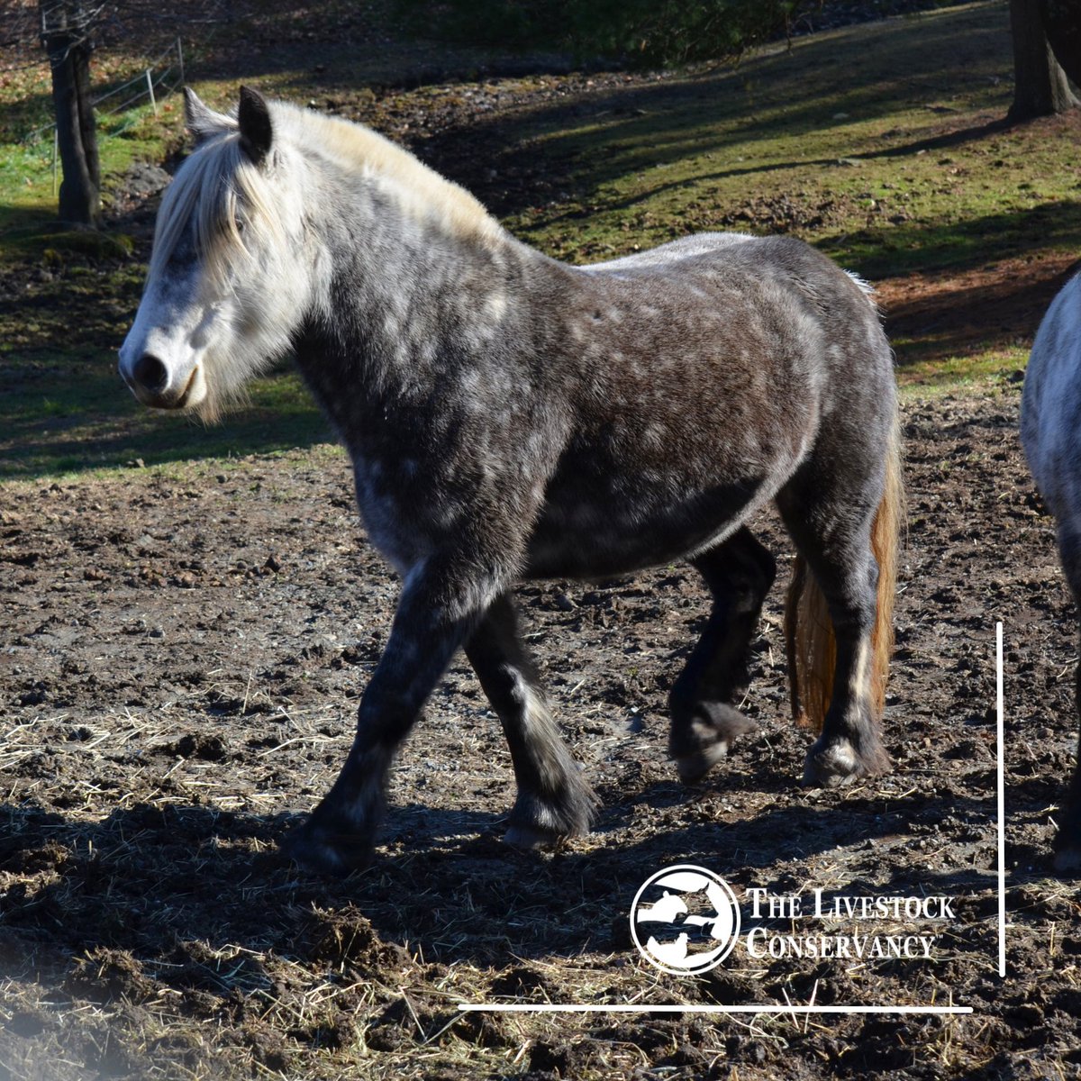 LConservancy's tweet photo. Meet the Dales Pony!
This hardy heritage breed is known for its strength, stamina and versatility. Dales Ponies excel in driving, endurance and trekking. Critical on the Conservation Priority List, they need our help: https://t.co/aXNjiml4ze

#DalesPony https://t.co/SHa1pAKFFH