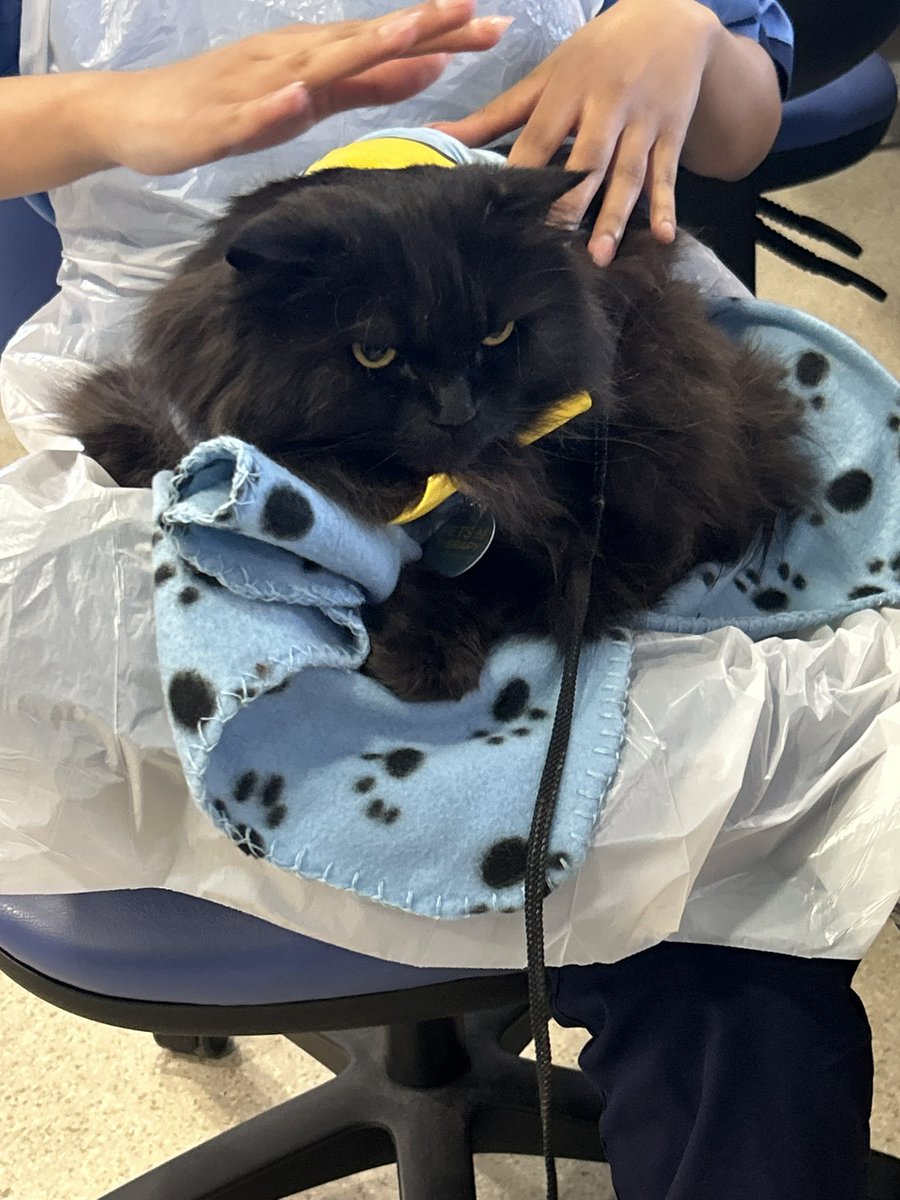 meow_london's tweet photo. I always get the best cuddles at The Royal London Hospital 🐾
I’m a registered 🐈⬛ with @PetsAsTherapyUK and I team up with @NHSBartsHealth @BartsVolunteers
#cat #therapycat #volunteering #smile #pawsitivity https://t.co/W00RUcZtCR