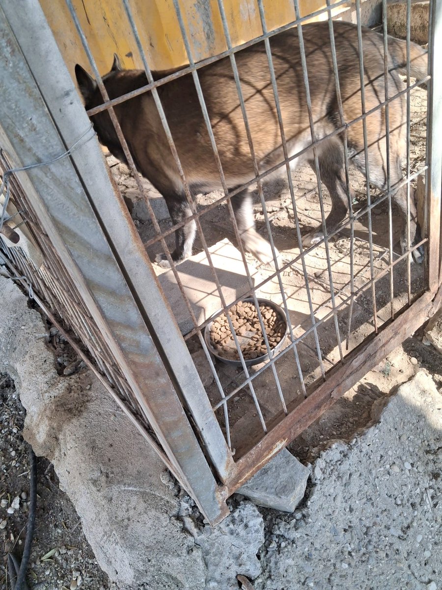SilviaMylo's tweet photo. Solo sale de su encierro para la foto 😭💔
Ni una sola persona ha preguntado por él 💔
No es pequeño, no es joven, parece más viejo del sufrimiento, solo tiene siete años 😭
Esto es indigno de alguien que se llame humano, no se puede consentir, pero antes tiene que salir de allí o lo hará desaparecer 💔 😭
Vende el campo el dueño y lo lleva a la perrera del pueblo, otro infierno en donde al no ser un perro pequeño lo van a matar seguro, da igual que esté prohibido, sabemos lo que hay..
No lo dejemos solo por favor, por una vez hagamos lo que hay que hacer 🙏🏻 
Pueblo de Cádiz
665188841