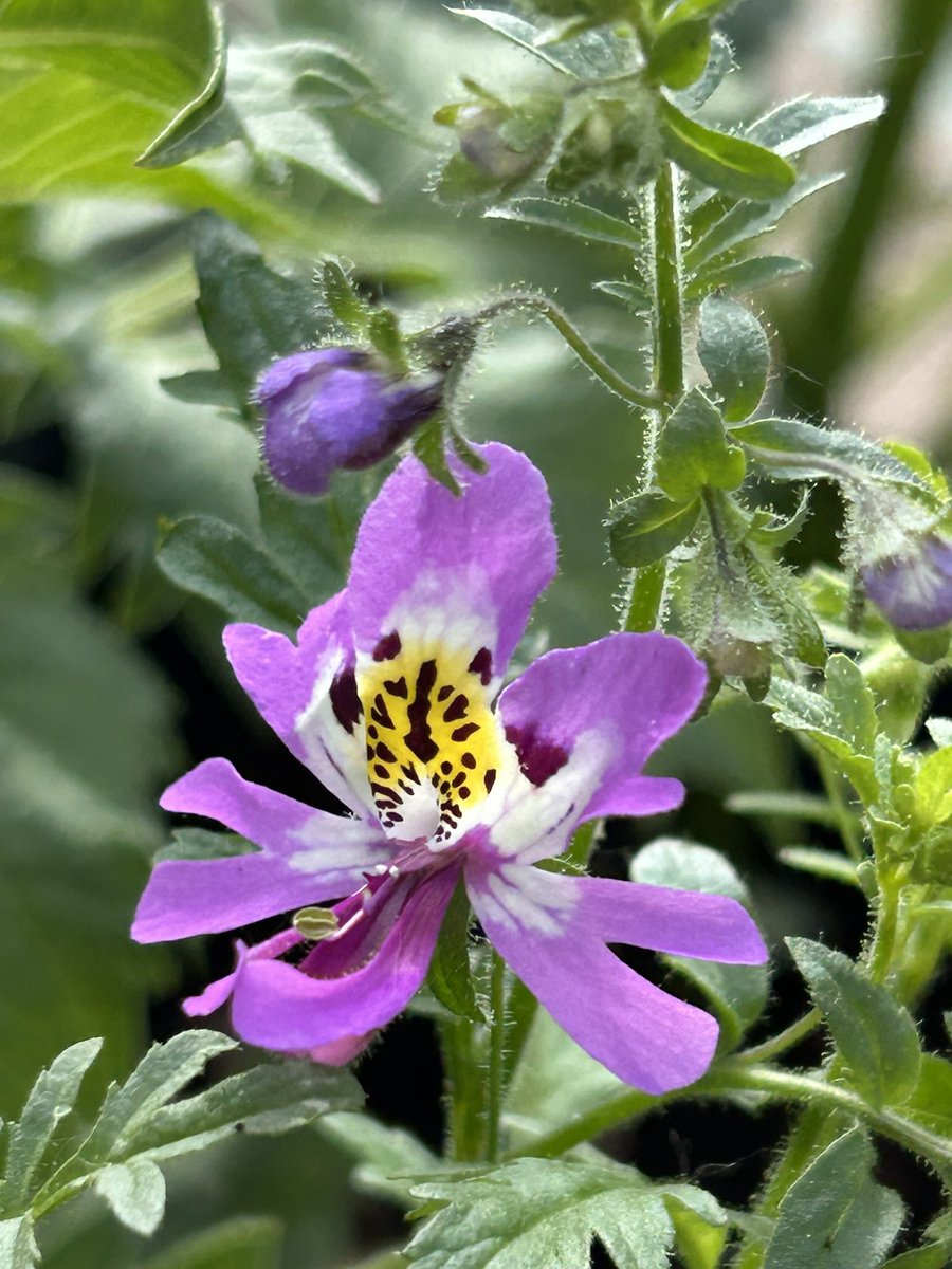 Vixyl's tweet photo. What do we think of these little beauties?  This is the first one out, hoping there will be different colours, they are like tiny little orchids.  They are Schizanthus wisetonensis or angel wings.  First time growing them, I likey 😊💜

#flowers #gardening https://t.co/hAu3gyE517