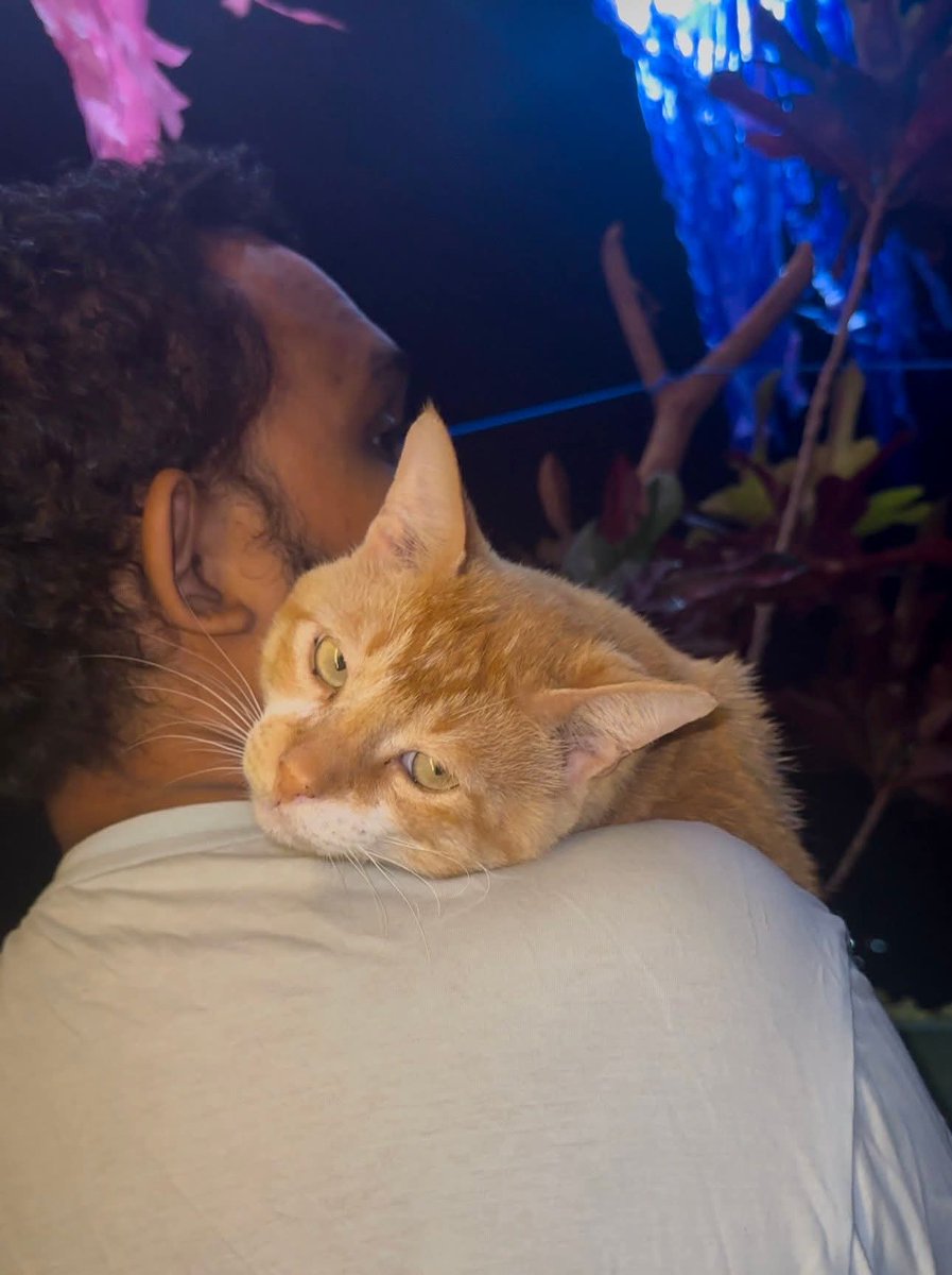 Annnuza's tweet photo. Vesak 🐱 https://t.co/Q6D55tCGBv
