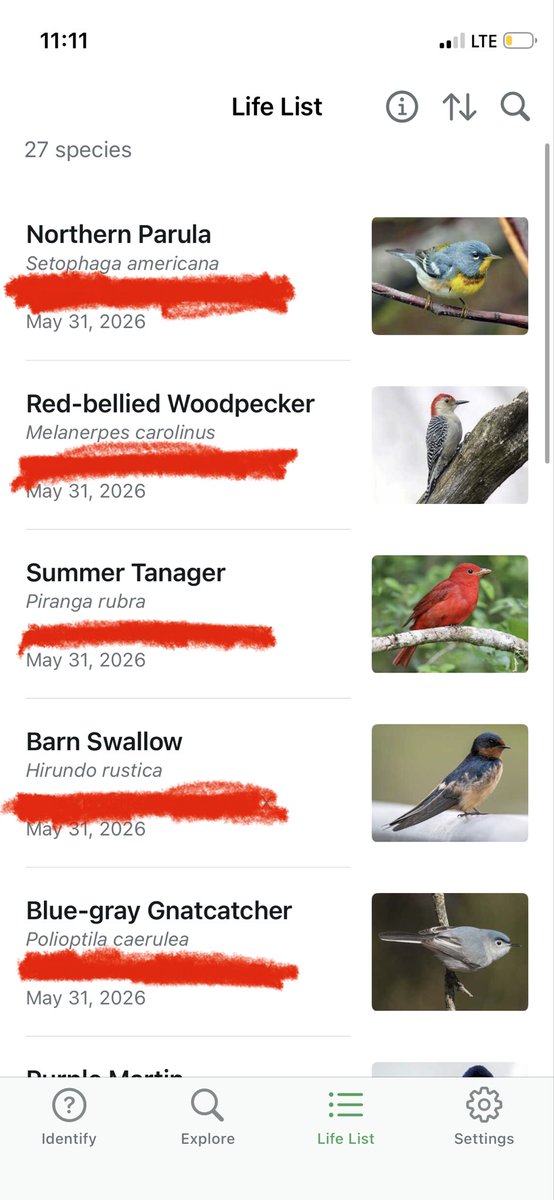 RegentoftheSun's tweet photo. All the new birds I saw. 🩷🌞🩷 https://t.co/bMipCLCgWN